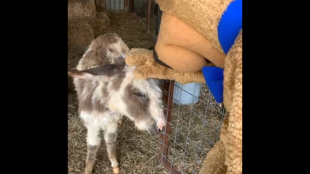 Boo Boo Bear petting a mini donkey