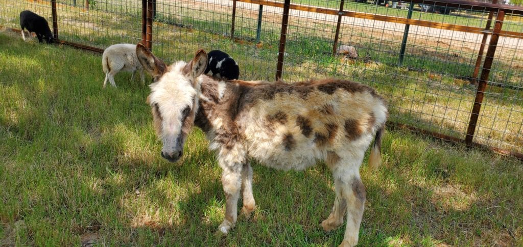 petting farm mini donkey