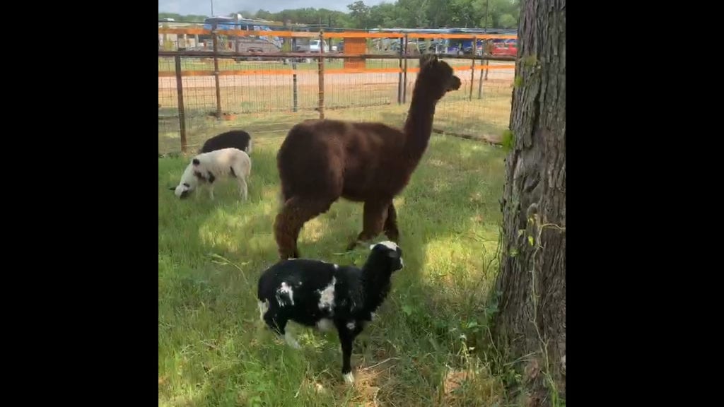 Petting farm alpaca and sheep
