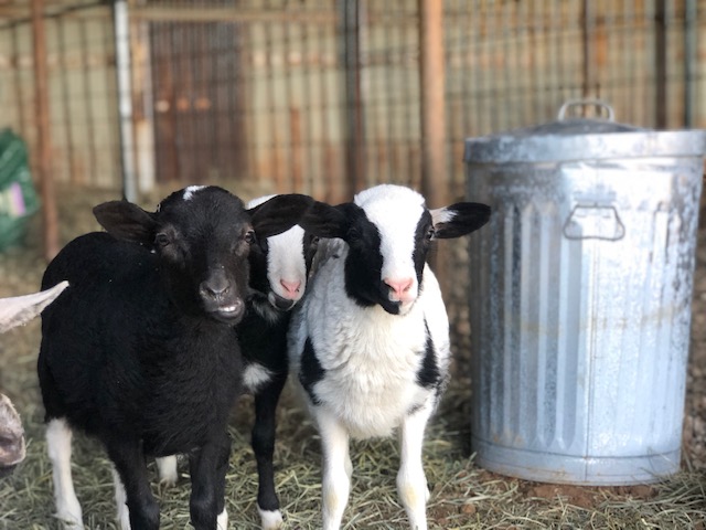 petting farm sheep