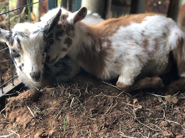 petting farm goats