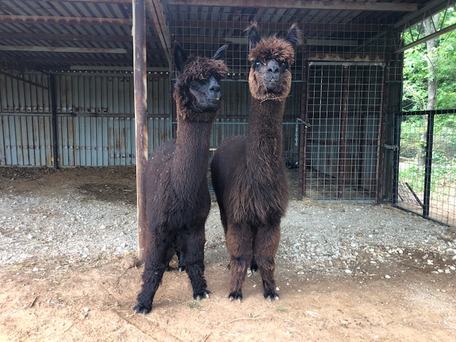 petting farm alpaca